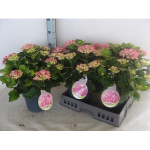 Hydrangea mac.   ...