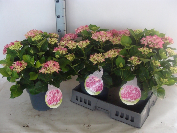 <h4>Hydrangea mac.   ...</h4>