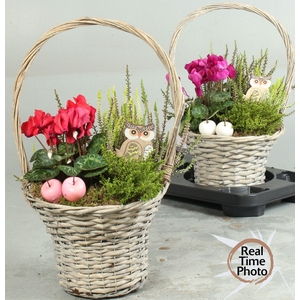 ARR TUINPLANTEN