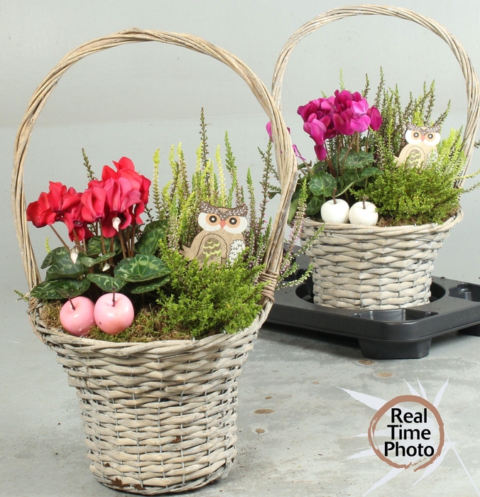 <h4>ARR TUINPLANTEN</h4>