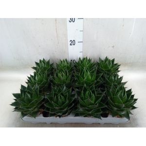 Aloe aristata 'Cosmo'