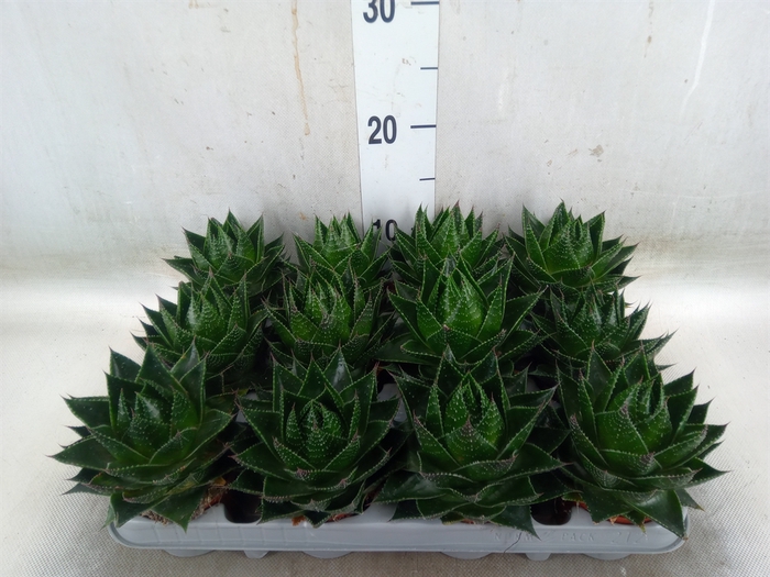 <h4>Aloe aristata 'Cosmo'</h4>