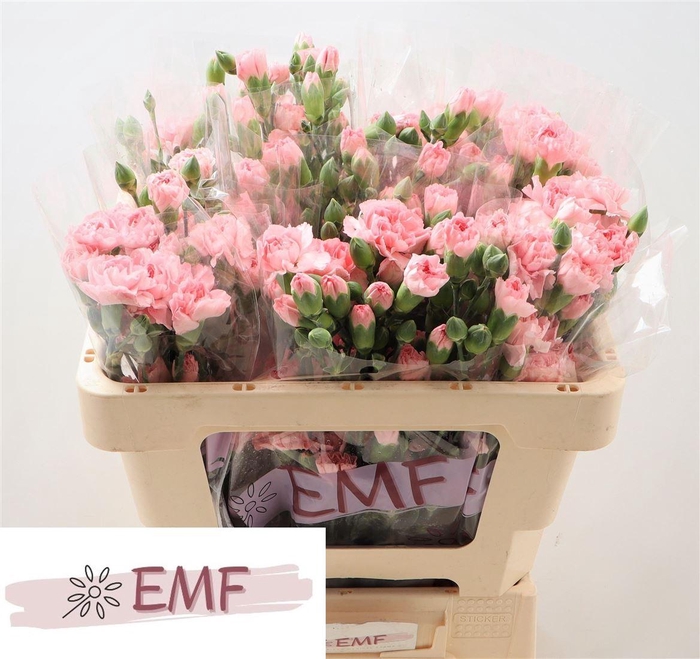 <h4>Di Tr Doobadoo</h4>