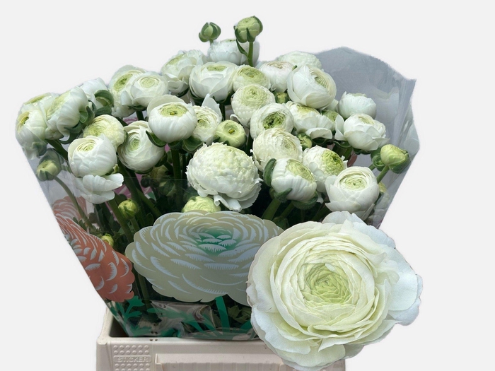 <h4>RAN AAZUR WHITE</h4>