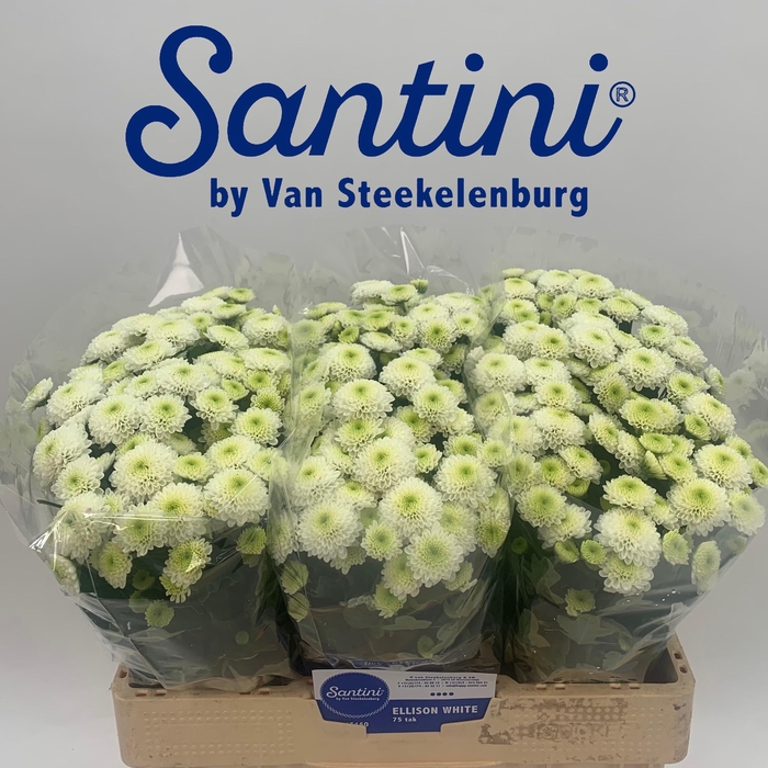 <h4>CHR S FERRY</h4>