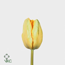 Tulipa pa apricot parrot