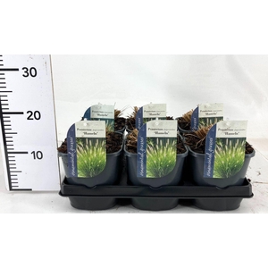 Pennisetum alopecuroides Hameln