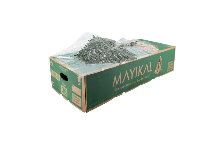 <h4>Lederv Large Helechos Ticos Box WBE</h4>