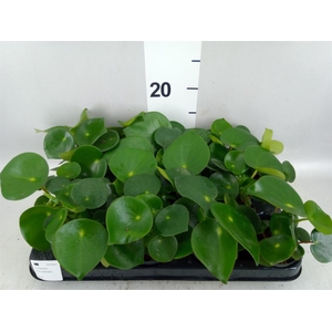 Peperomia polybotrya 'Raindrop'