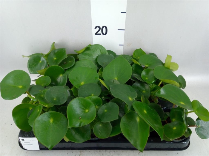<h4>Peperomia polybotrya 'Raindrop'</h4>