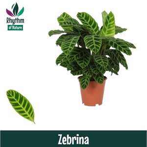 Calathea 19cm Zebrina Rhythm of Nature