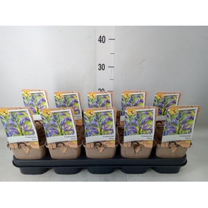 Camassia leich. 'Caerulea'