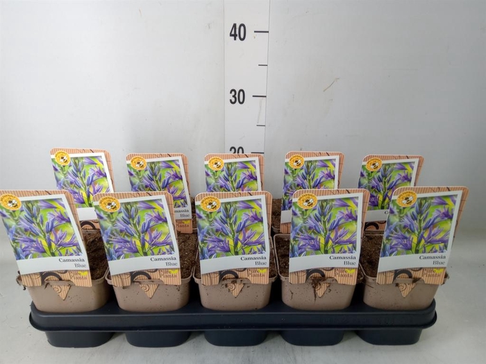 <h4>Camassia leich. 'Caerulea'</h4>