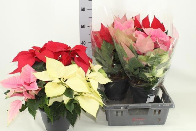 <h4>EUPHOR P GEM IN POT</h4>