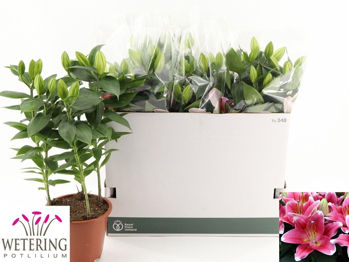 <h4>LIL OR SUNNY ROBYN</h4>