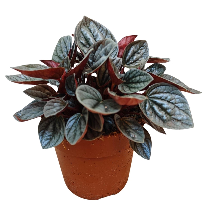 <h4>Peperomia caperata 'Caracas'</h4>