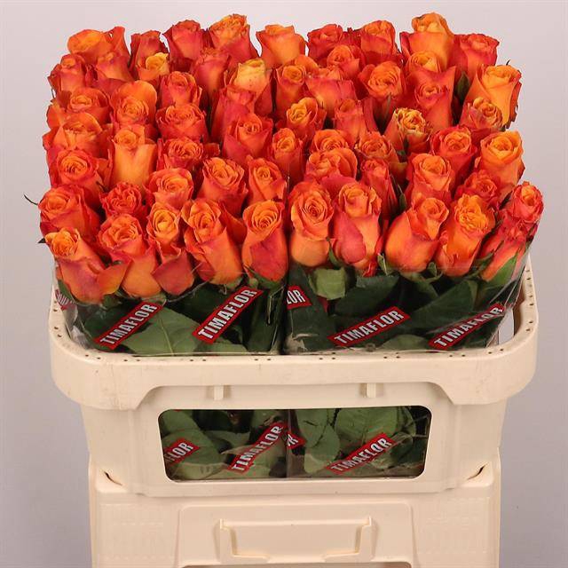<h4>Rosa large confidential</h4>