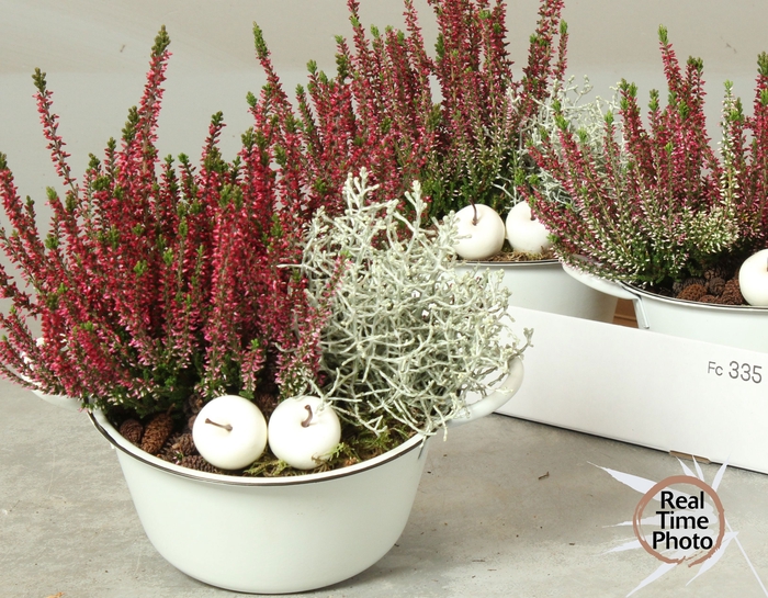 <h4>ARR TUINPLANTEN</h4>