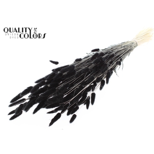 Lagurus Premium per bunch Bleached Black