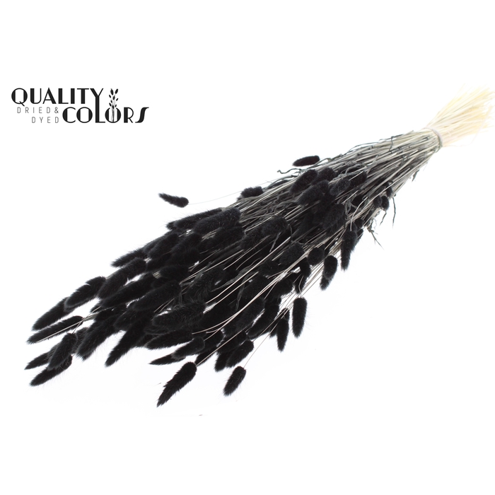 <h4>Lagurus Premium per bunch Bleached Black</h4>