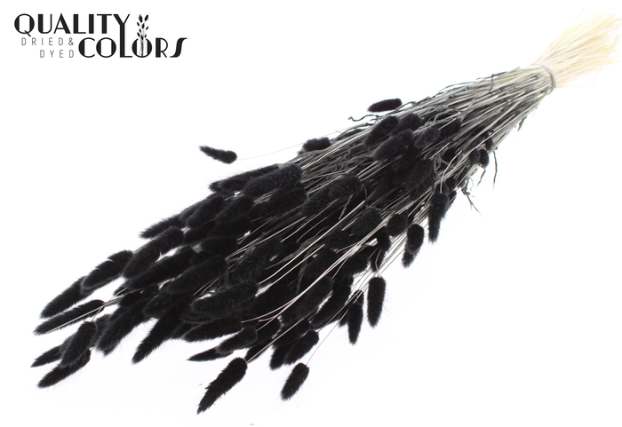 Lagurus Premium per bunch Bleached Black