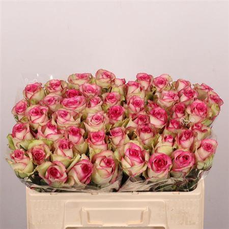 <h4>R Gr Monique</h4>