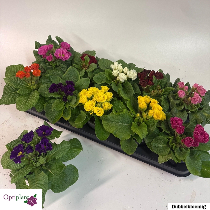 <h4>PRIM AC GEM</h4>