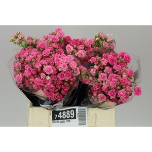Rosa Tr Gypsy Rose