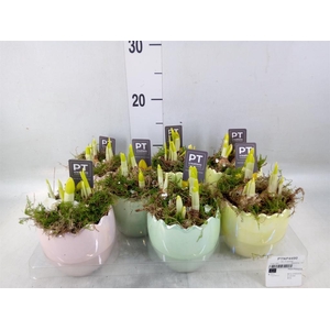 Arr.  Narcissus Tete Tete L%