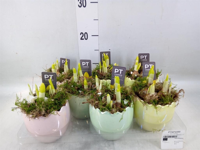 <h4>Arr.  Narcissus Tete Tete L%</h4>