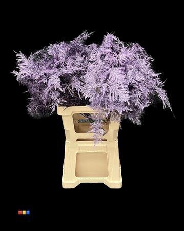 <h4>Asp Lang Metallic Purple</h4>