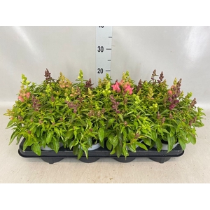Antirrhinum majus   ...mix