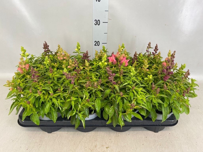 <h4>Antirrhinum majus   ...mix</h4>