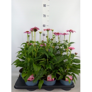 Echinacea  'Sombrero Rose'