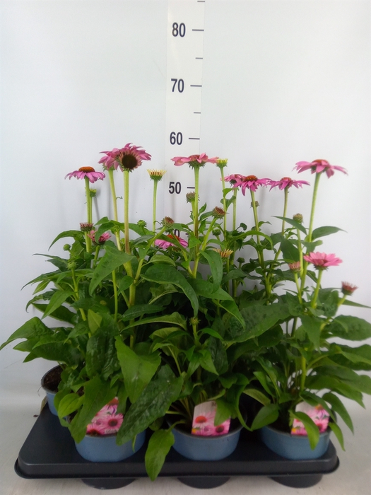 <h4>Echinacea  'Sombrero Rose'</h4>