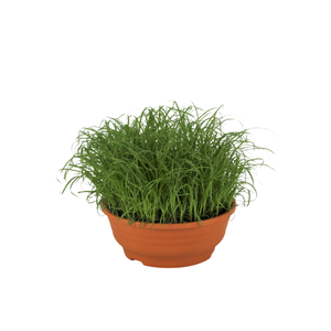 Cyperus alternifolius Zumula schaaltje de luxe
