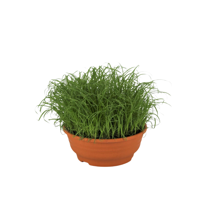 <h4>Cyperus alternifolius Zumula schaaltje de luxe</h4>