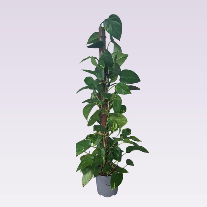 <h4>EPIPR MOSSTOK</h4>