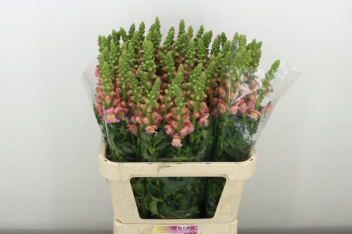 <h4>Antir Antibes Pink</h4>