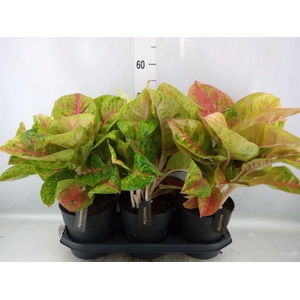 Aglaonema   ...