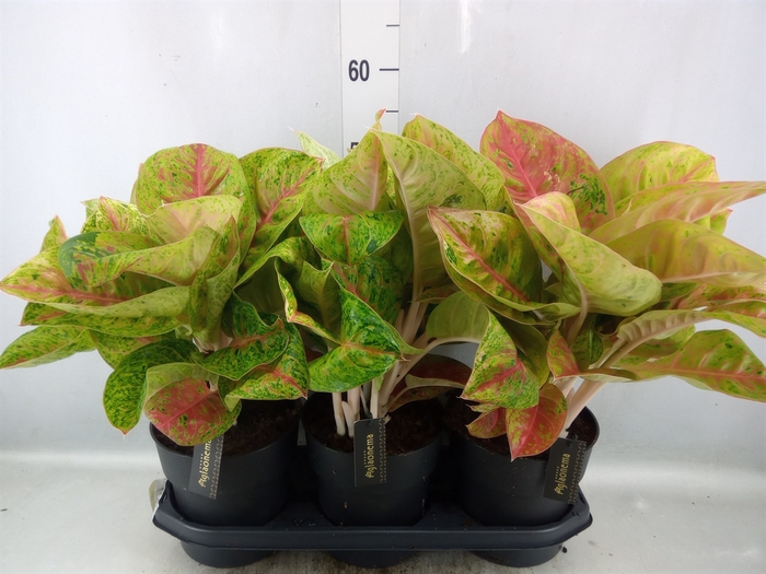 <h4>Aglaonema   ...</h4>