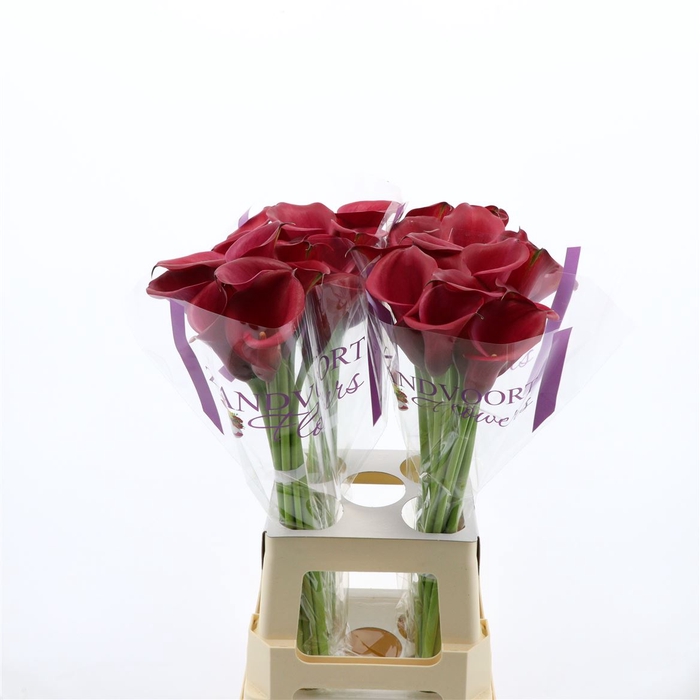 <h4>Calla Red Salsa</h4>