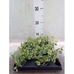 Ficus pumila   ...