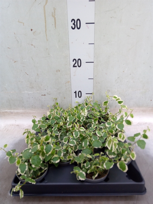 <h4>Ficus pumila   ...</h4>
