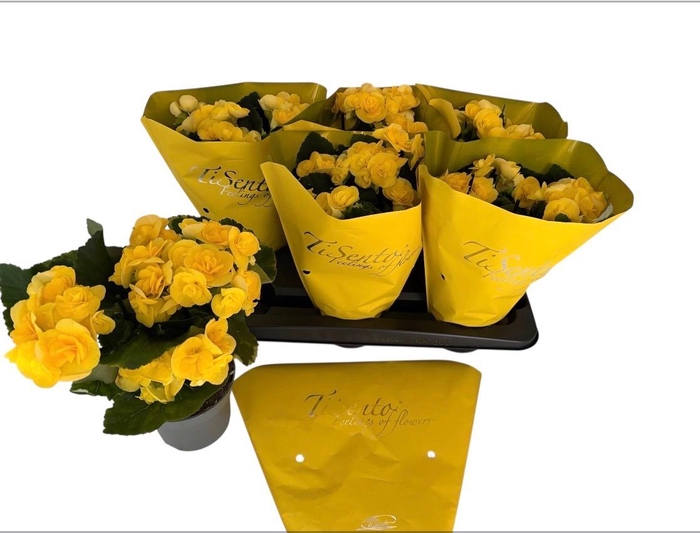 <h4>BEG HL VOLC GEM</h4>