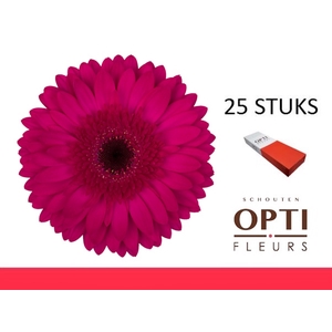 GE GR MARTINI-Doosx25