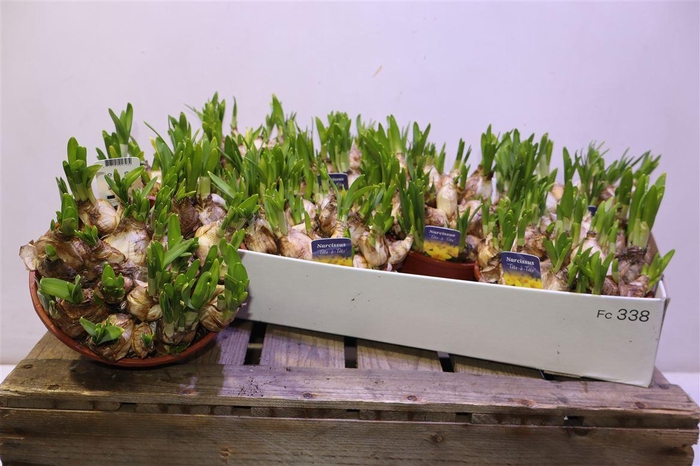 <h4>Narc O Tete A Tete</h4>