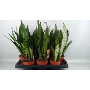 Sansevieria zeylanica