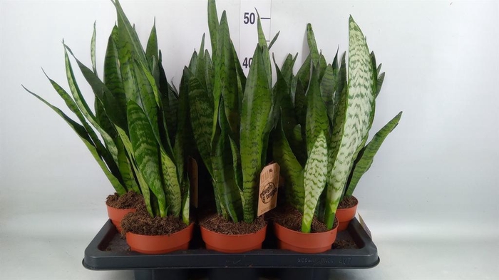 <h4>Sansevieria zeylanica</h4>