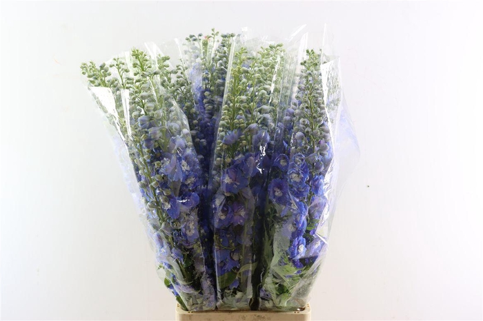 <h4>Delph Ov Bleu</h4>